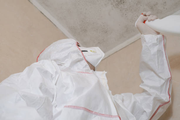 Mold Removal and Inspection in Ardmore, TN